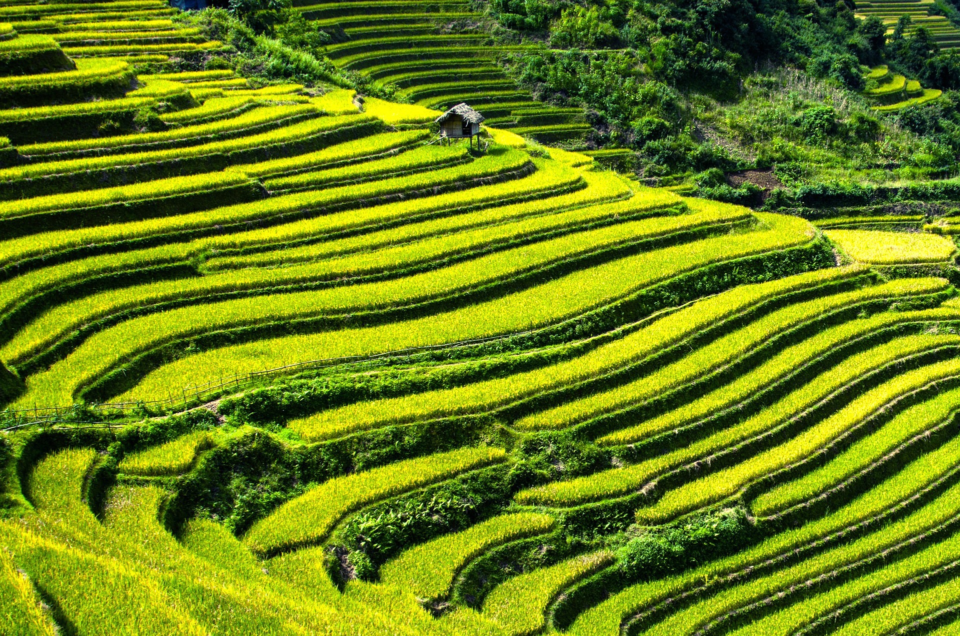 Vietnam Verde