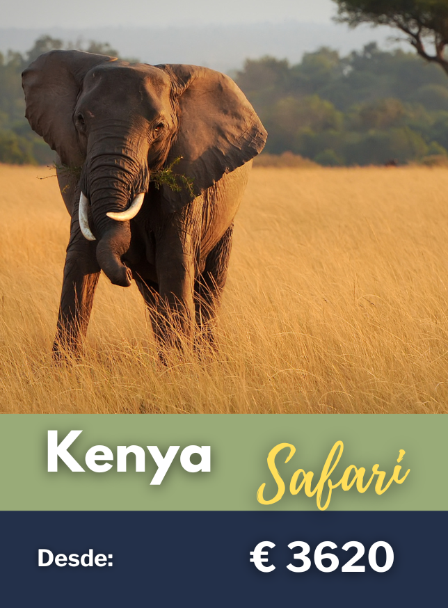 Kenya Safari 